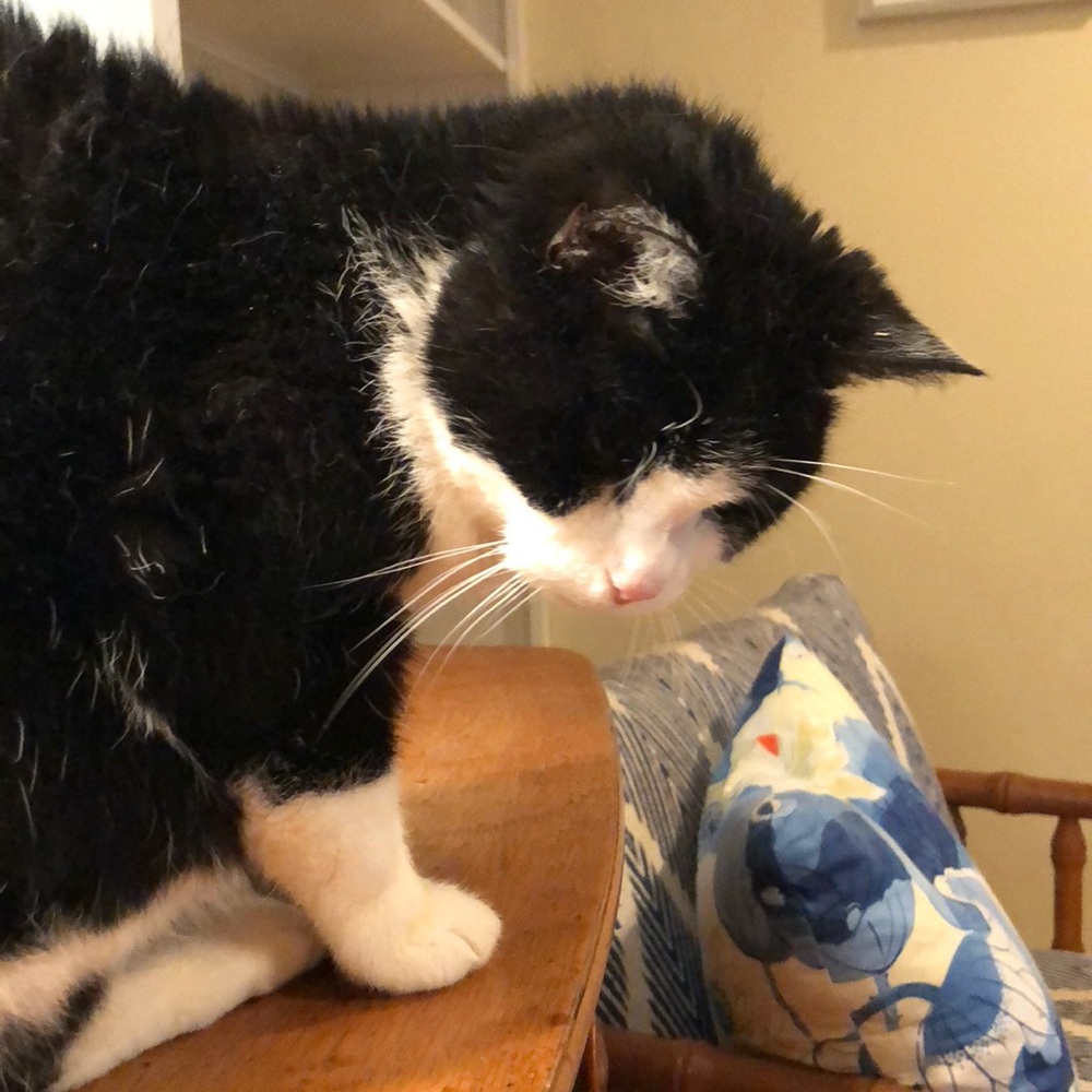 Meet your Posher, Nicole